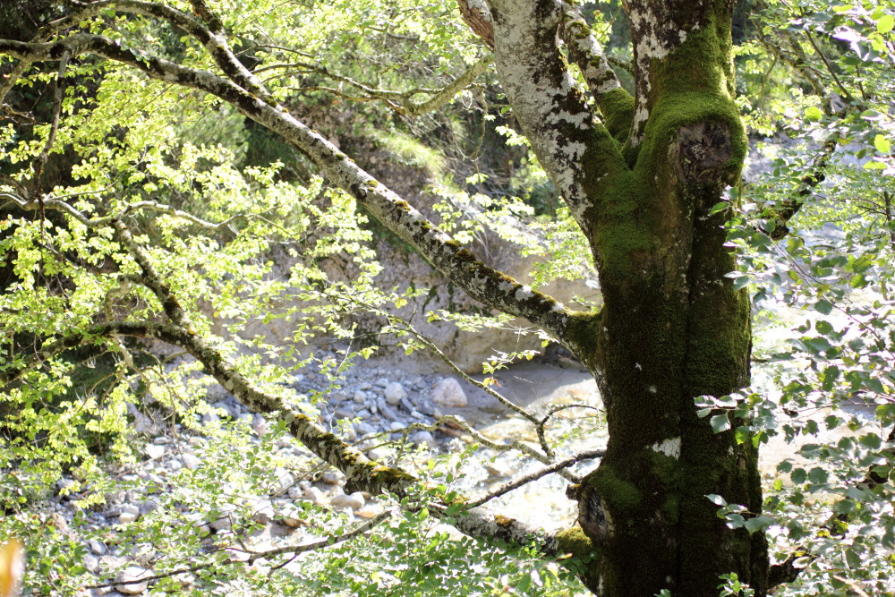 Lokation: Österreich | Kärnten | Ebriach-Obirsko | Ebriach Kategorien: Baum, Datum: 26.08.2011