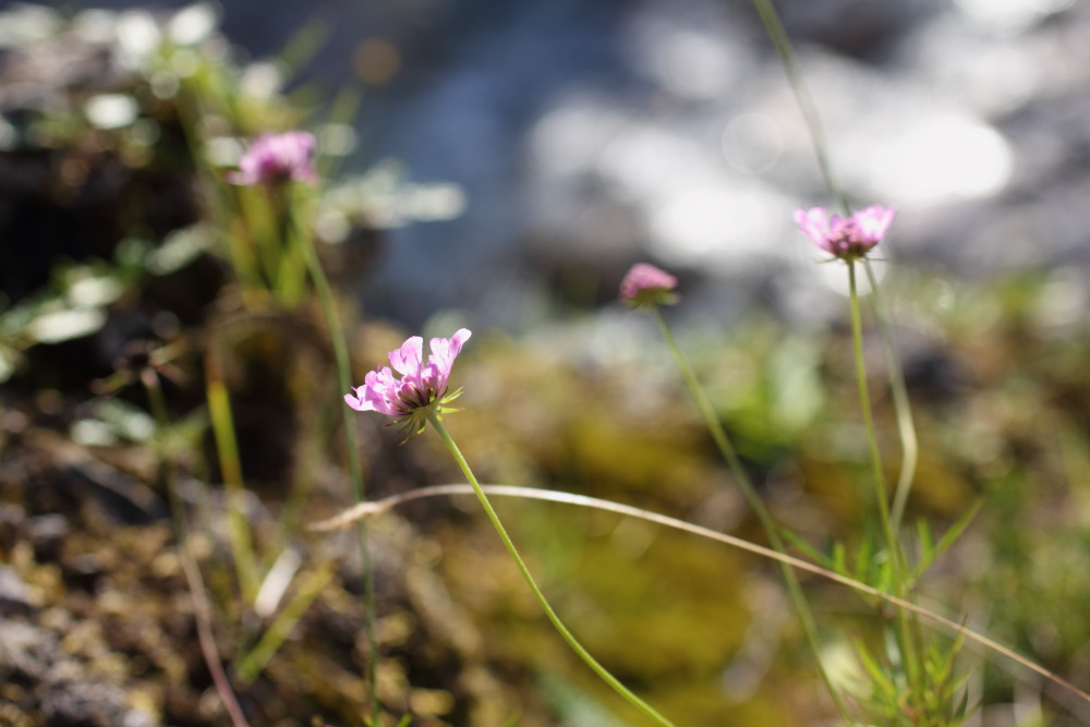 Lokation: Österreich | Kärnten | Ebriach-Obirsko | Ebriach Kategorien: Blüte, Datum: 26.08.2011