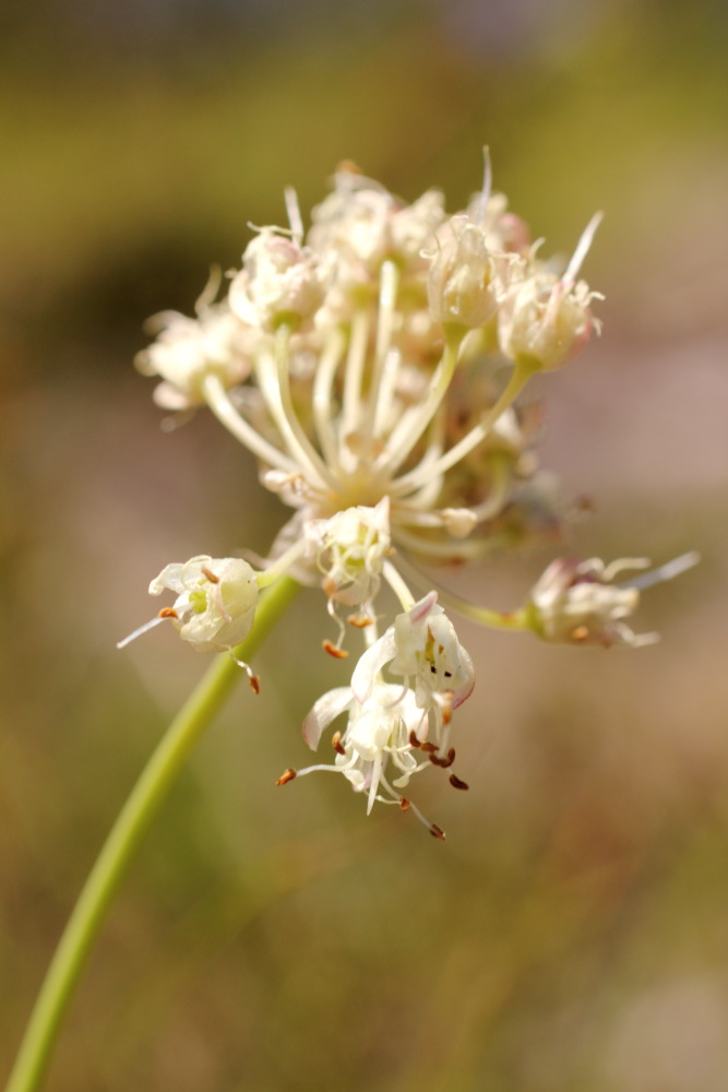 Lokation: Österreich | Kärnten | Trögern-Korte | Trögern Kategorien: Blüte, Datum: 26.08.2011