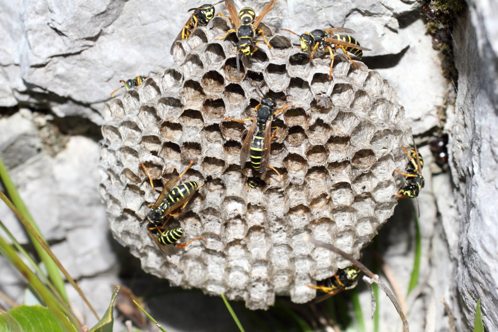 Lokation: Österreich | Kärnten | Trögern-Korte | Trögern Kategorien: Insekten, Datum: 26.08.2011