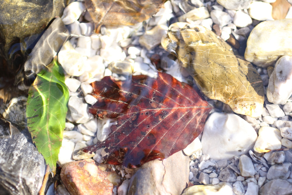 Lokation: Österreich | Kärnten | Trögern-Korte | Trögern Kategorien: Blatt, Bach, Datum: 26.08.2011