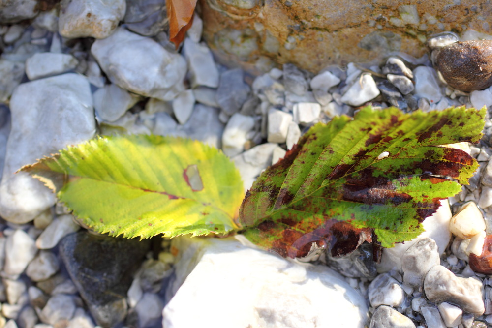 Lokation: Österreich | Kärnten | Trögern-Korte | Trögern Kategorien: Blatt, Bach, Datum: 26.08.2011