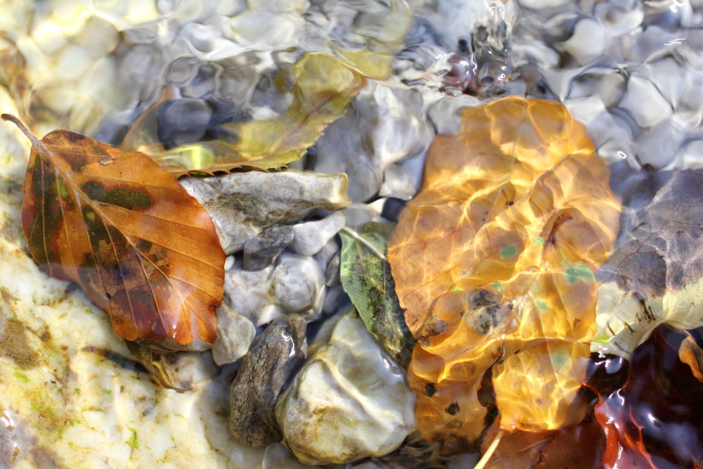 Lokation: Österreich | Kärnten | Trögern-Korte | Trögern Kategorien: Blatt, Bach, Datum: 26.08.2011