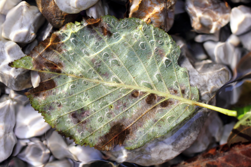 Lokation: Österreich | Kärnten | Trögern-Korte | Trögern Kategorien: Blatt, Bach, Datum: 26.08.2011