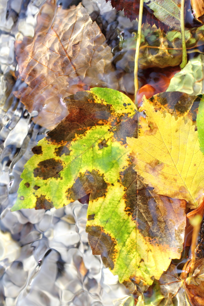 Lokation: Österreich | Kärnten | Trögern-Korte | Trögern Kategorien: Blatt, Bach, Datum: 26.08.2011