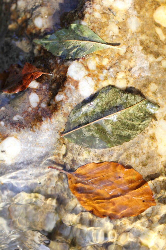 Lokation: Österreich | Kärnten | Trögern-Korte | Trögern Kategorien: Blatt, Bach, Datum: 26.08.2011