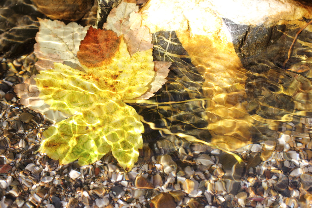 Lokation: Österreich | Kärnten | Trögern-Korte | Trögern Kategorien: Blatt, Bach, Datum: 26.08.2011