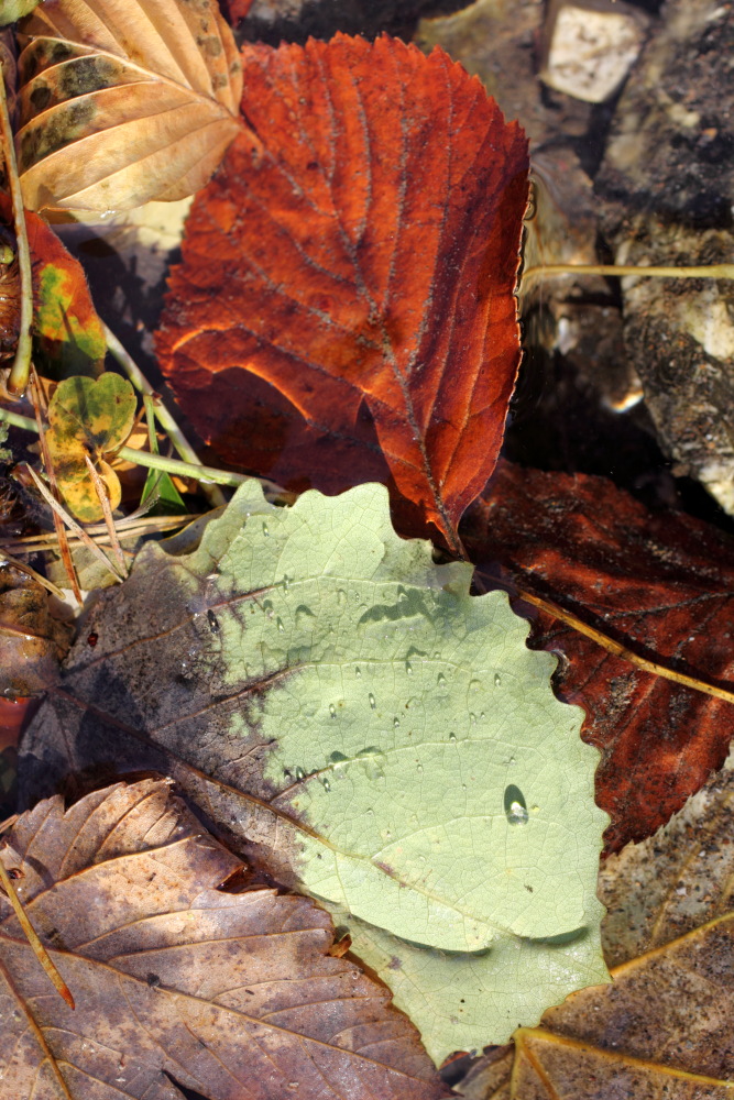 Lokation: Österreich | Kärnten | Trögern-Korte | Trögern Kategorien: Blatt, Bach, Datum: 26.08.2011
