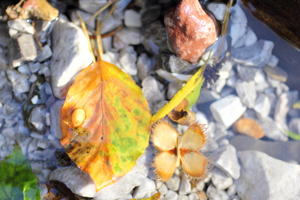 Lokation: Österreich | Kärnten | Trögern-Korte | Trögern Kategorien: Blatt, Bach, Datum: 26.08.2011