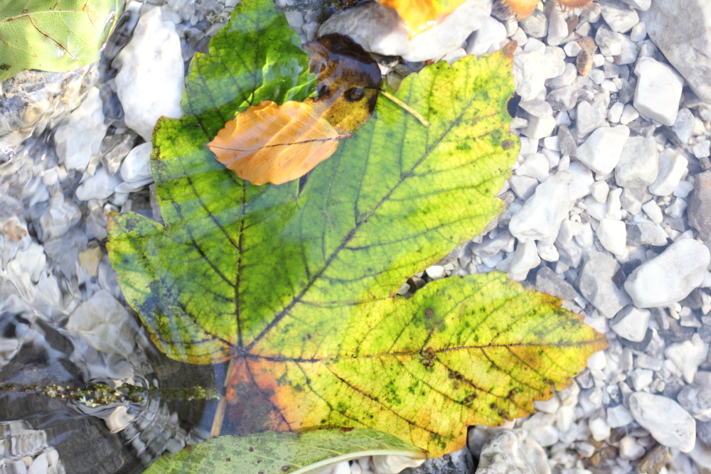 Lokation: Österreich | Kärnten | Trögern-Korte | Trögern Kategorien: Blatt, Bach, Datum: 26.08.2011