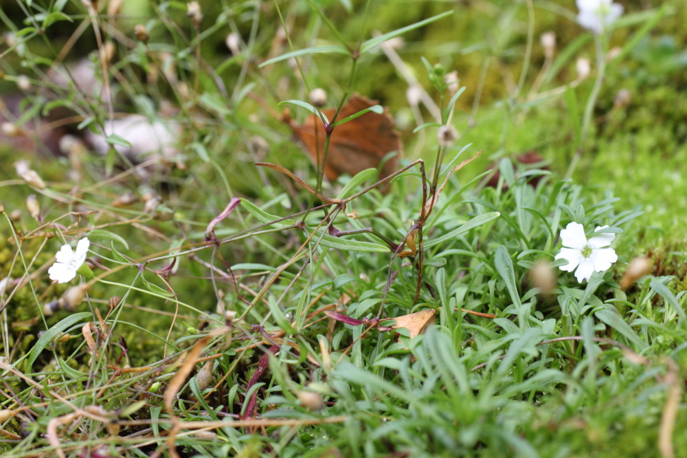 Lokation: Slowenien | Savinjska | Zgornje Jezersko | Logarska Dolina Kategorien: Habitus, Datum: 28.08.2011