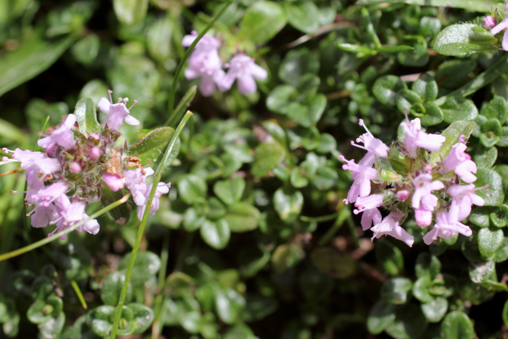 Lokation: Slowenien | Savinjska | Zgornje Jezersko | Logarska Dolina Kategorien: Habitus, Datum: 28.08.2011