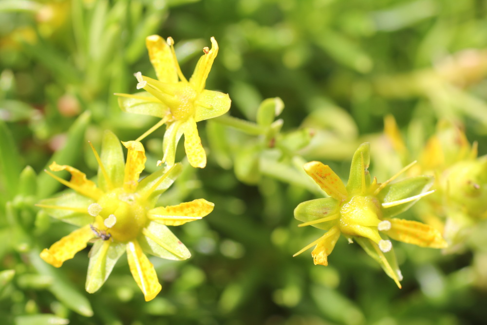 Lokation: Slowenien | Savinjska | Zgornje Jezersko | Logarska Dolina Kategorien: Blüte, Datum: 28.08.2011
