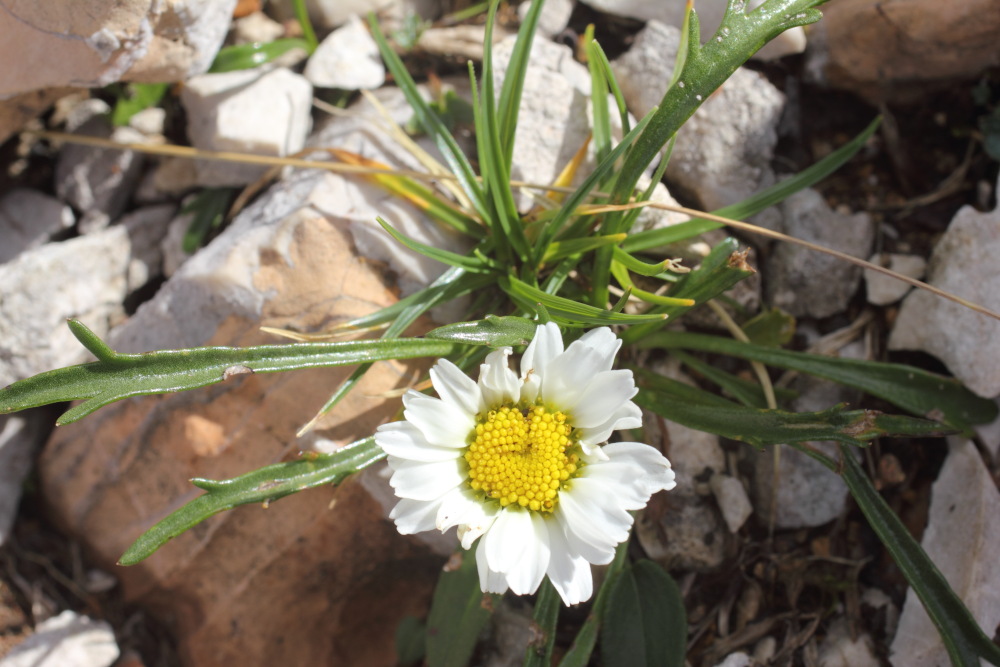 Lokation: Slowenien | Savinjska | Zgornje Jezersko | Logarska Dolina Kategorien: Habitus, Datum: 28.08.2011