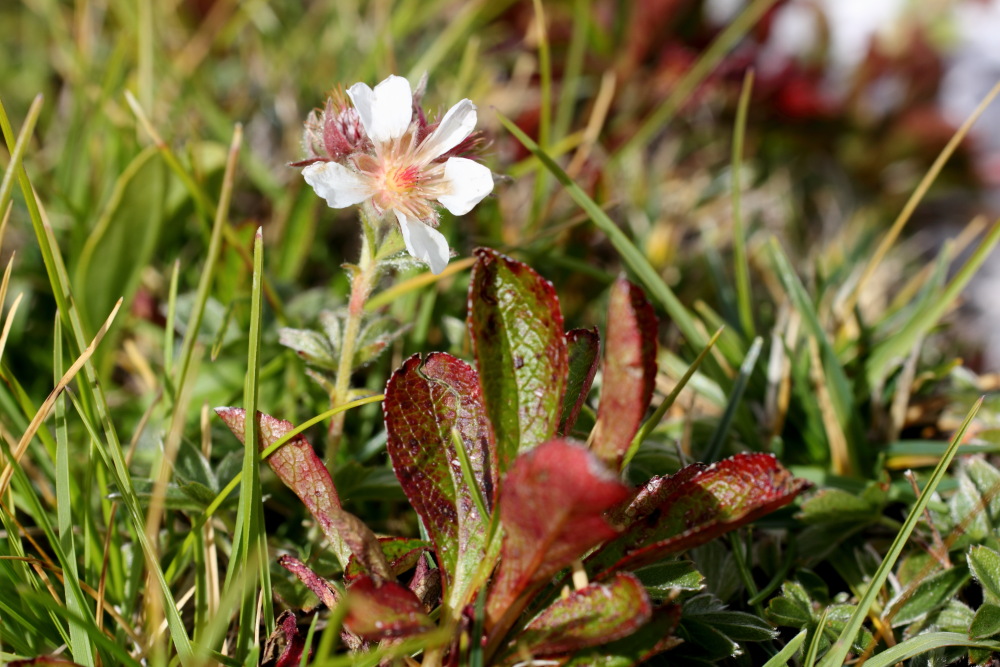 Lokation: Slowenien | Savinjska | Zgornje Jezersko | Logarska Dolina Kategorien: Habitus, Datum: 28.08.2011