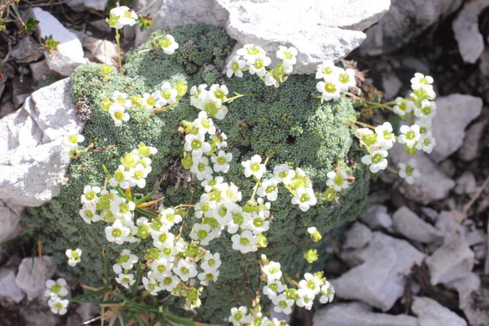Lokation: Slowenien | Savinjska | Zgornje Jezersko | Logarska Dolina Kategorien: Habitus, Datum: 28.08.2011