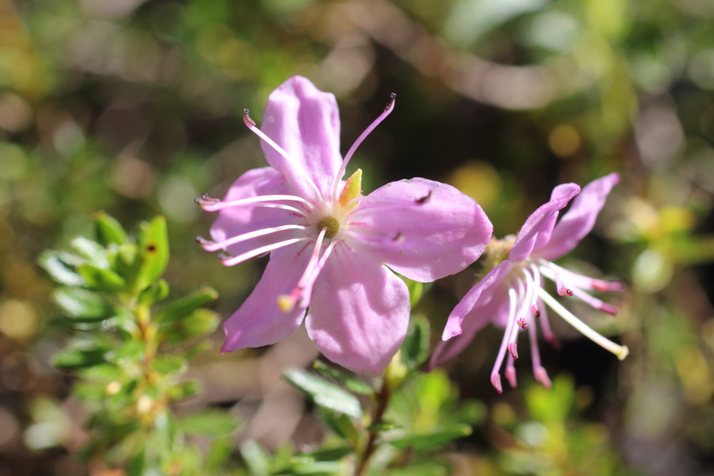 Lokation: Slowenien | Savinjska | Zgornje Jezersko | Logarska Dolina Kategorien: Blüte, Datum: 28.08.2011