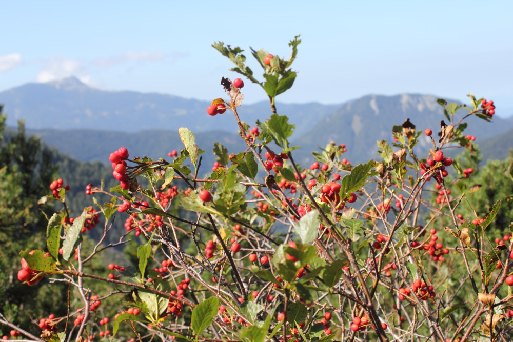 Lokation: Slowenien | Savinjska | Zgornje Jezersko | Logarska Dolina Kategorien: Habitus, Datum: 28.08.2011
