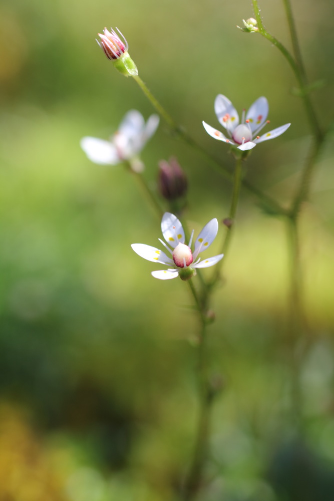 Lokation: Slowenien | Savinjska | Zgornje Jezersko | Logarska Dolina Kategorien: Blüte, Datum: 28.08.2011