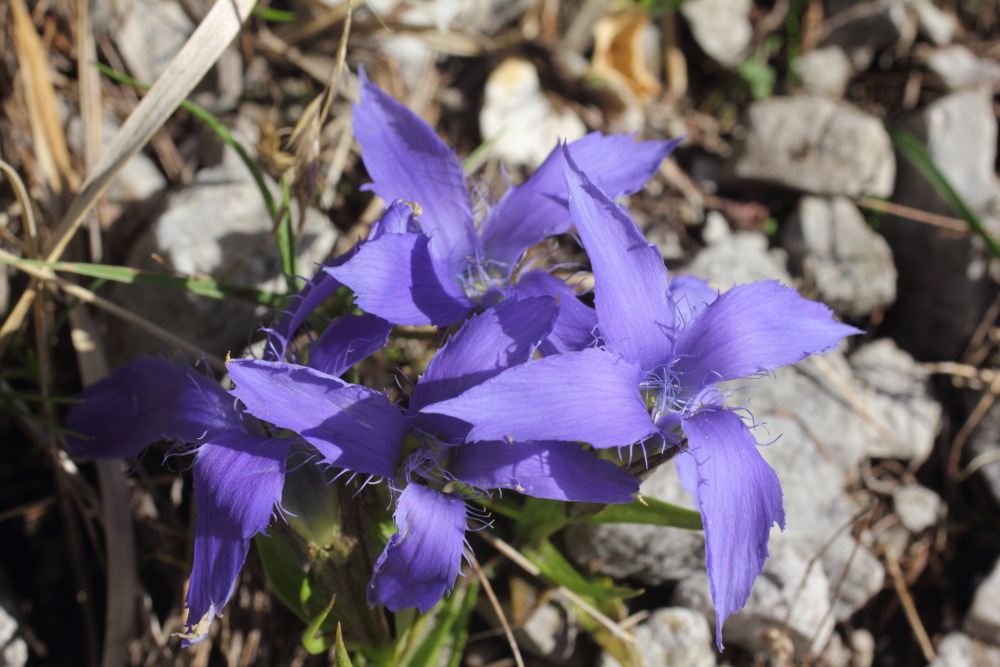 Lokation: Slowenien | Savinjska | Zgornje Jezersko | Logarska Dolina Kategorien: Blüte, Datum: 28.08.2011