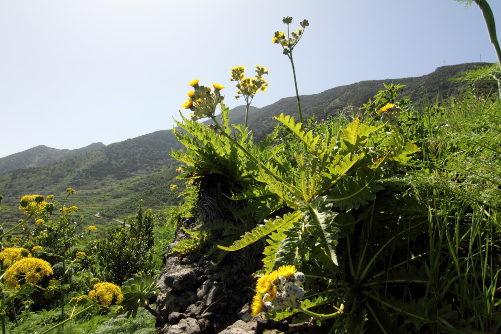Sonchus acaulis, Lokation: Spanien | Canarias | Teno | Teno Kategorien: Habitus, Familie: Asteraceae (Korbblütler ), Datum: 24.02.2011