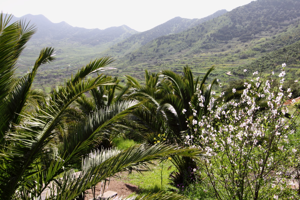 Prunus dulcis var. amara, Lokation: Spanien | Canarias | Teno | Teno Kategorien: Habitus, Familie: Rosaceae (Rosengewächse ), Datum: 24.02.2011