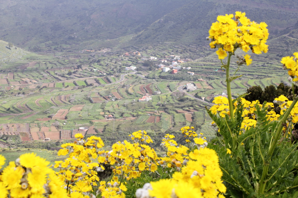 Sonchus acaulis, Lokation: Spanien | Canarias | Teno | Teno Kategorien: Habitus, Landwirtschaft, Familie: Asteraceae (Korbblütler ), Datum: 25.02.2011