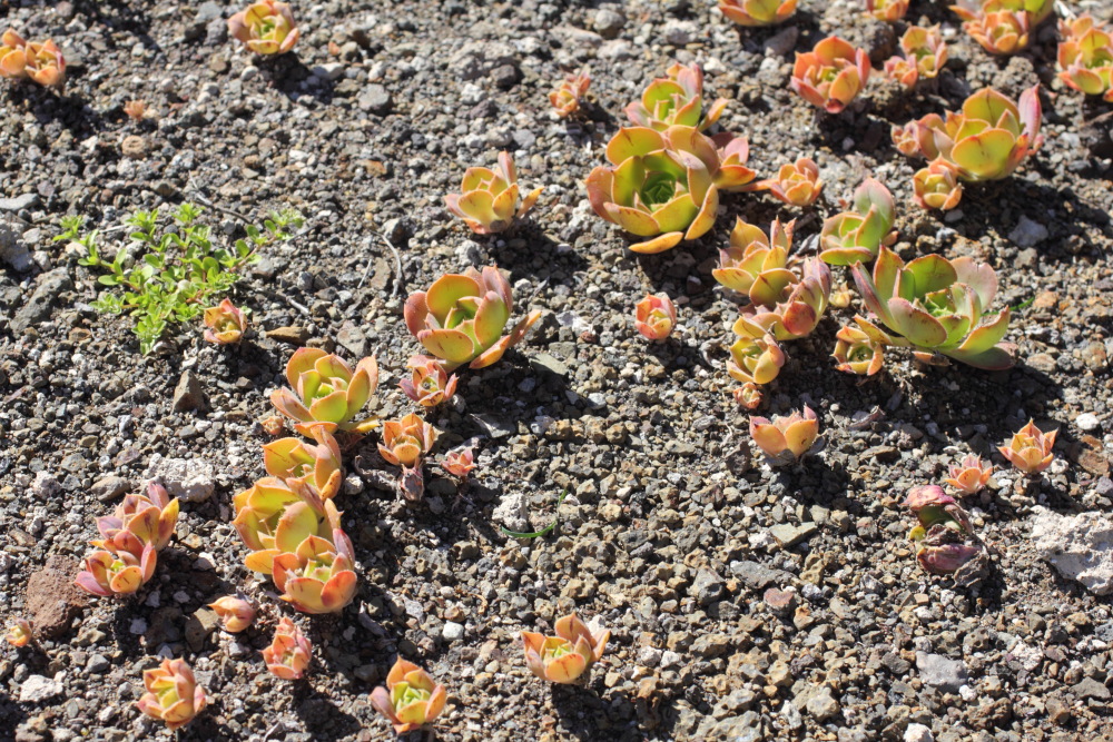Lokation: Spanien | Canarias | Lagunetas (Buenavista) | Los Carrizales Kategorien: Vegetation, Datum: 25.02.2011