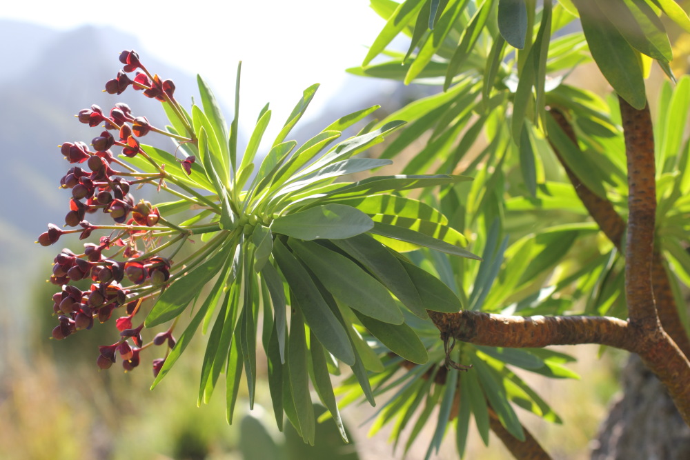 Euphorbia atropurpurea, Lokation: Spanien | Canarias | Los Carrizales | Los Carrizales Kategorien: Habitus, Familie: Euphorbiaceae (Wolfsmilchgewächse ), Datum: 25.02.2011
