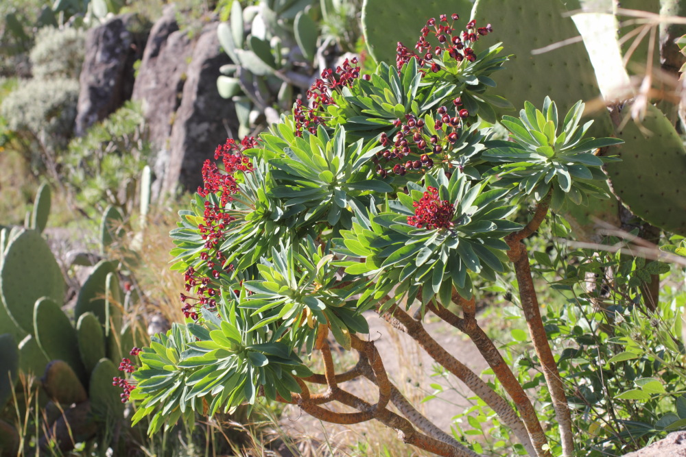 Euphorbia atropurpurea, Lokation: Spanien | Canarias | Los Carrizales | Los Carrizales Kategorien: Habitus, Familie: Euphorbiaceae (Wolfsmilchgewächse ), Datum: 25.02.2011