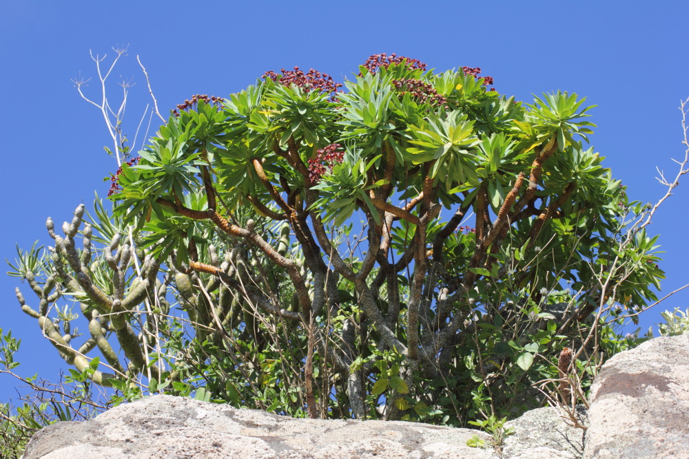 Euphorbia atropurpurea, Lokation: Spanien | Canarias | Los Carrizales | Los Carrizales Kategorien: Habitus, Familie: Euphorbiaceae (Wolfsmilchgewächse ), Datum: 25.02.2011