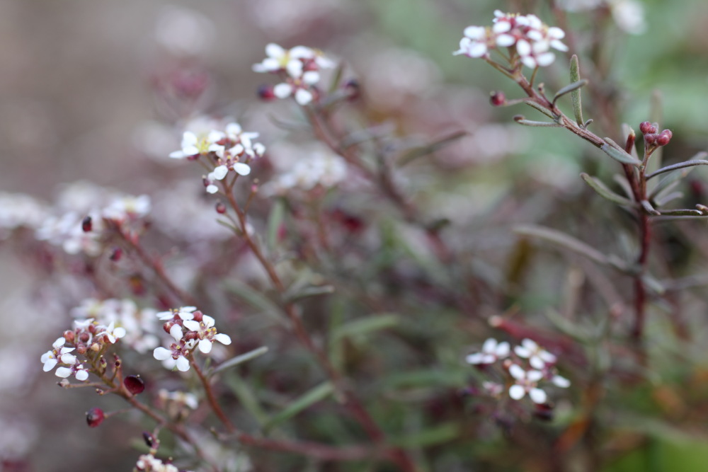 Lobularia maritima, Lokation: Spanien | Canarias | Teno | Teno Kategorien: Habitus, Familie: Brassicaceae (Kreuzblütler ), Datum: 25.02.2011