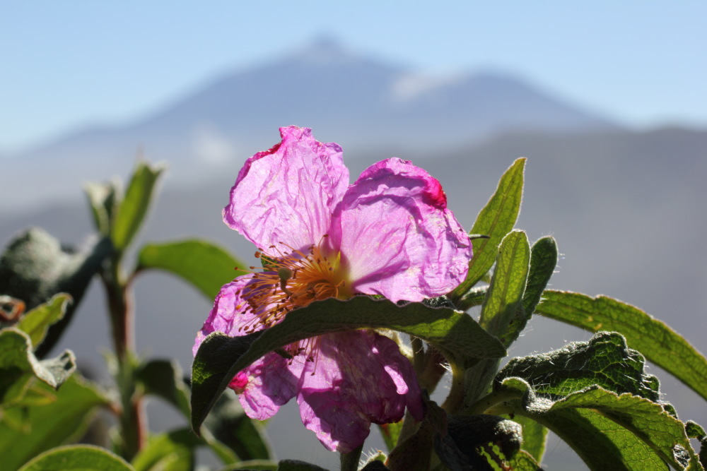 Cistus symphytifolius, Lokation: Spanien | Canarias | Teno | Teno Kategorien: Blüte, Familie: Cistaceae (Cistrosengewächse ), Datum: 26.02.2011