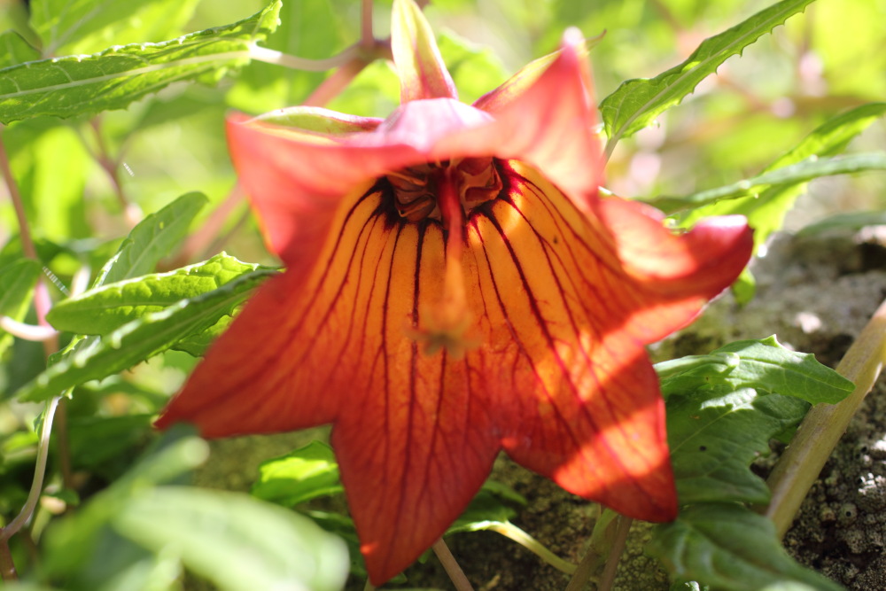 Canarina canariensis, Lokation: Spanien | Canarias | Teno | Teno Kategorien: Blüte, Familie: Campanulaceae (Glockenblumengewächse ), Datum: 26.02.2011