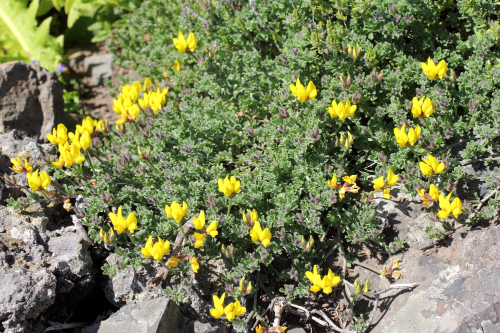 Lotus spec., Lokation: Spanien | Canarias | Teno | Teno Kategorien: Habitus, Familie: Fabaceae (Schmetterlingsblütler ), Datum: 26.02.2011