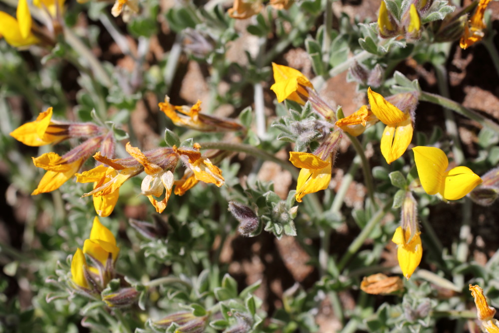 Lotus spec., Lokation: Spanien | Canarias | Teno | Teno Kategorien: Habitus, Familie: Fabaceae (Schmetterlingsblütler ), Datum: 26.02.2011