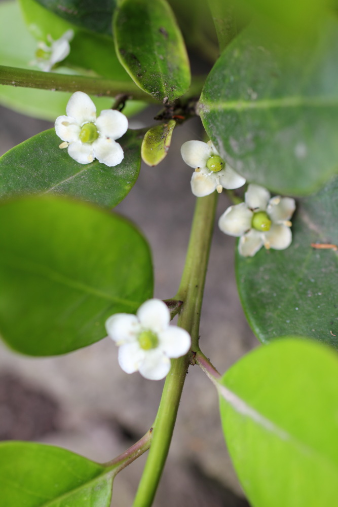 Lokation: Spanien | Canarias | Teno | Teno Kategorien: Blüte, Datum: 26.02.2011