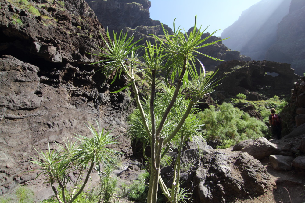 Lokation: Spanien | Canarias | Masca | Masca Kategorien: Schlucht, Datum: 28.02.2011