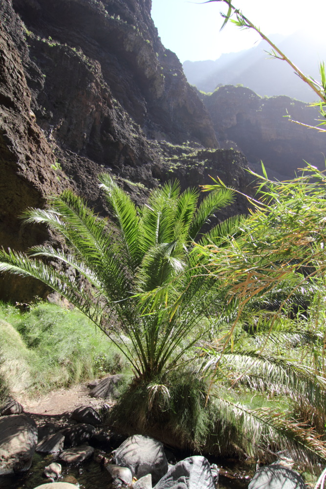 Lokation: Spanien | Canarias | Masca | Masca Kategorien: Schlucht, Datum: 28.02.2011