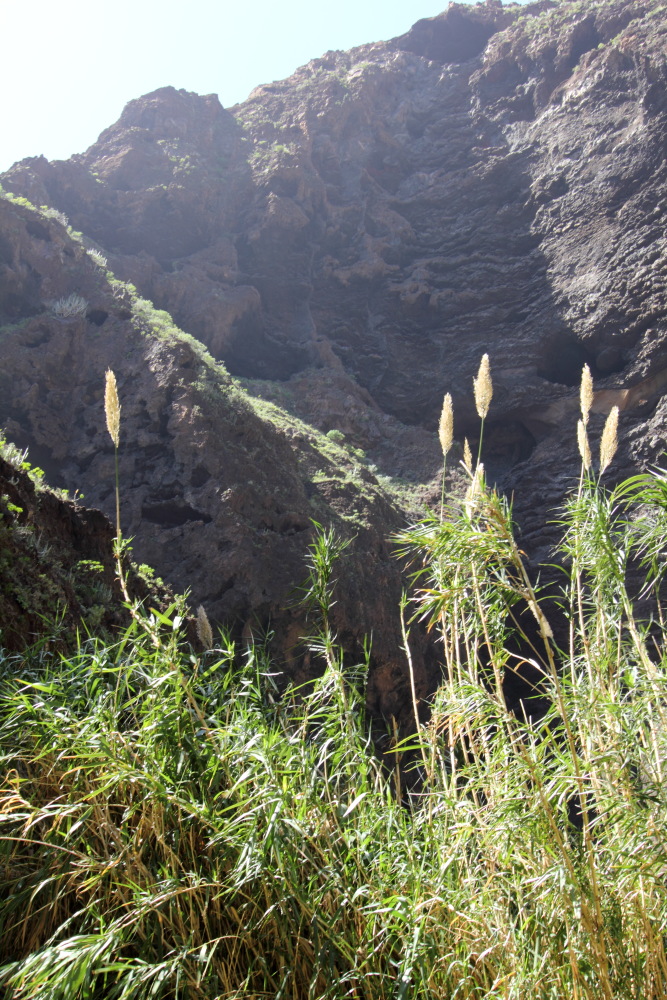 Lokation: Spanien | Canarias | Masca | Masca Kategorien: Schlucht, Datum: 28.02.2011