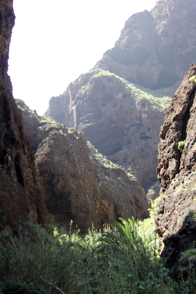 Lokation: Spanien | Canarias | Masca | Masca Kategorien: Schlucht, Datum: 28.02.2011