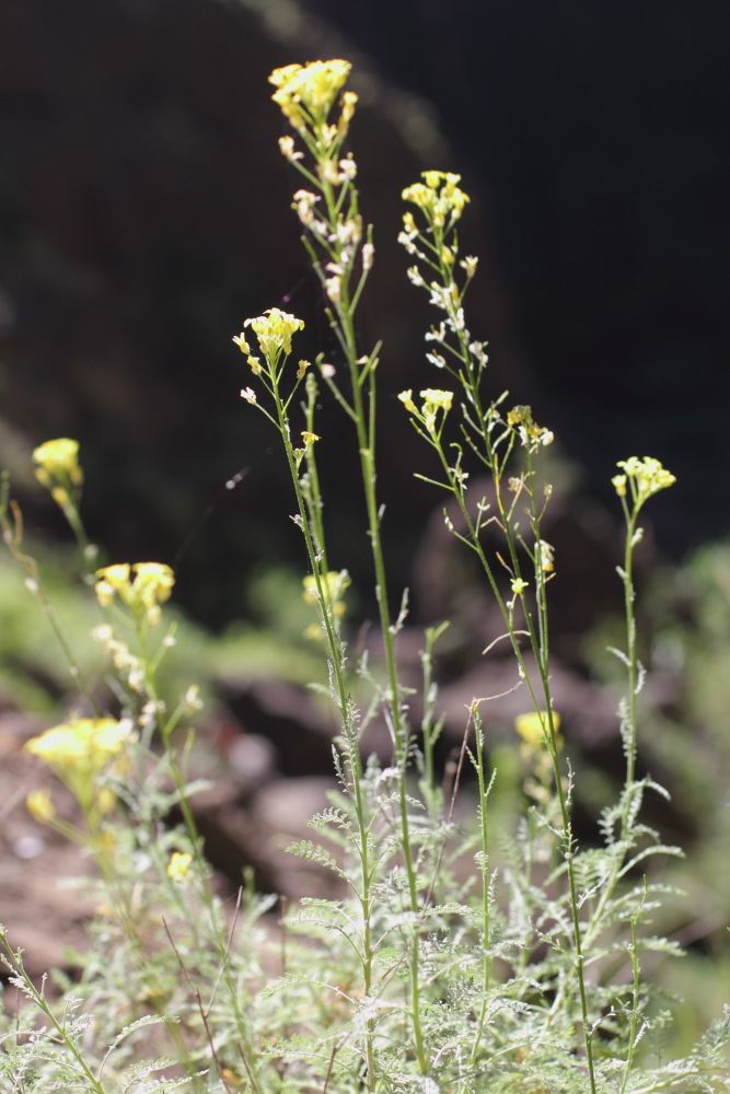 Descurainia millefolia, Lokation: Spanien | Canarias | Masca | Lomo de Masca Kategorien: Habitus, Familie: Brassicaceae (Kreuzblütler ), Datum: 28.02.2011