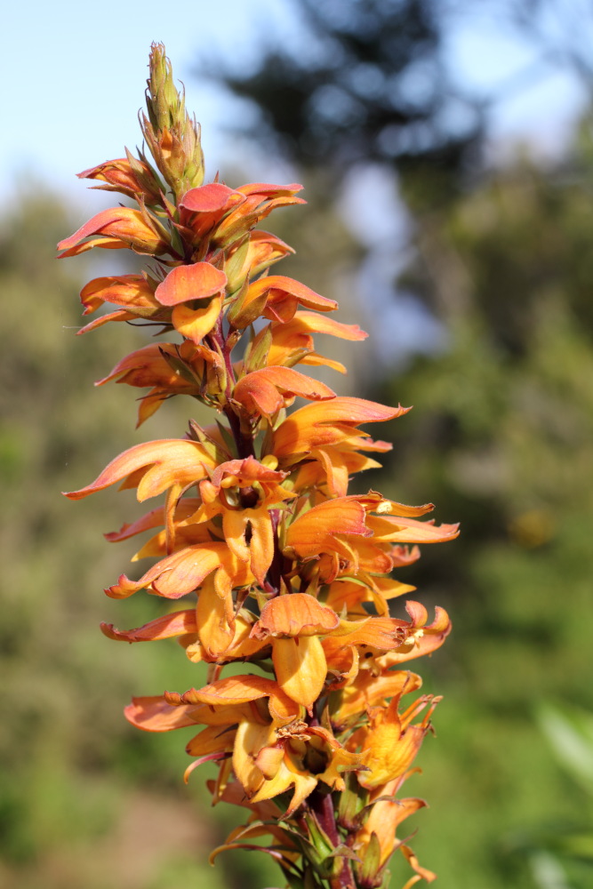 Isoplexis canariensis, Lokation: Spanien | Canarias | Teno | Teno Kategorien: Blüte, Familie: Plantaginaceae (Wegerichgewächse ), Datum: 01.03.2011
