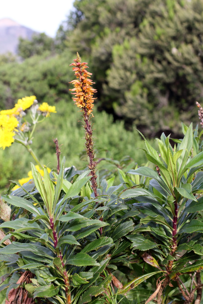Isoplexis canariensis, Lokation: Spanien | Canarias | Teno | Teno Kategorien: Habitus, Familie: Plantaginaceae (Wegerichgewächse ), Datum: 01.03.2011