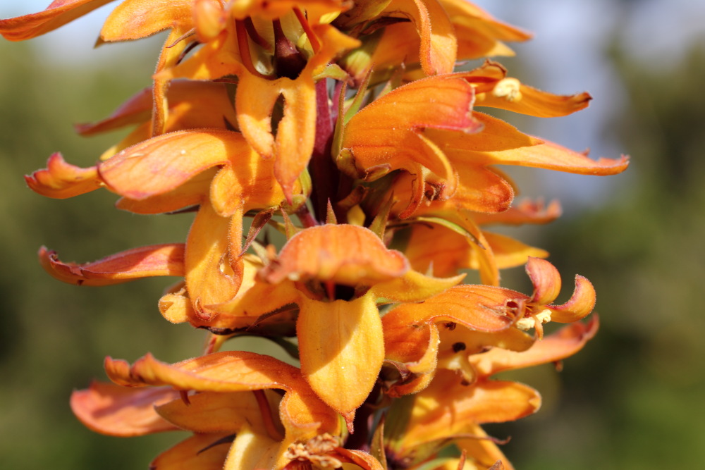 Isoplexis canariensis, Lokation: Spanien | Canarias | Teno | Teno Kategorien: Blüte, Familie: Plantaginaceae (Wegerichgewächse ), Datum: 01.03.2011