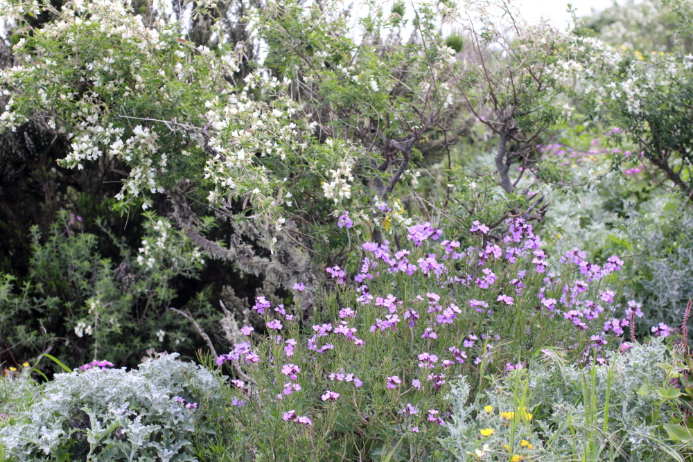 Erysimum bicolor, Lokation: Spanien | Canarias | Teno | Buenavista del Norte Kategorien: Vegetation, Familie: Brassicaceae (Kreuzblütler ), Datum: 01.03.2011