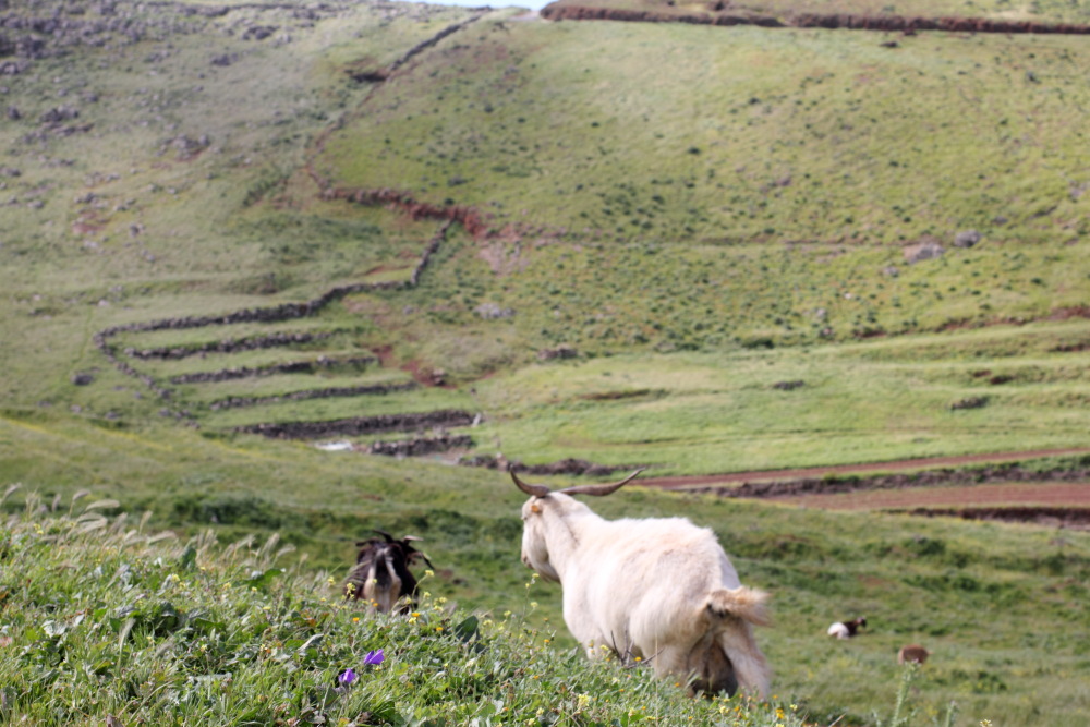 Lokation: Spanien | Canarias | Teno | Buenavista del Norte Kategorien: Landwirtschaft, Küste, Datum: 01.03.2011