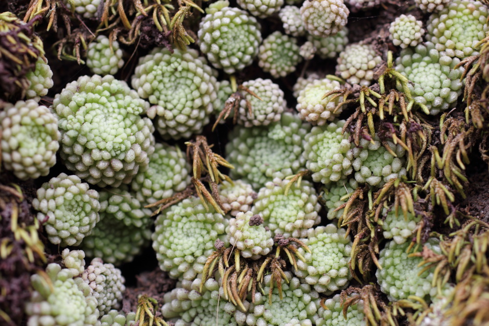 Monanthes pallens, Lokation: Spanien | Canarias | Teno | Teno Kategorien: Habitus, Familie: Crassulaceae (Dickblattgewächse ), Datum: 01.03.2011