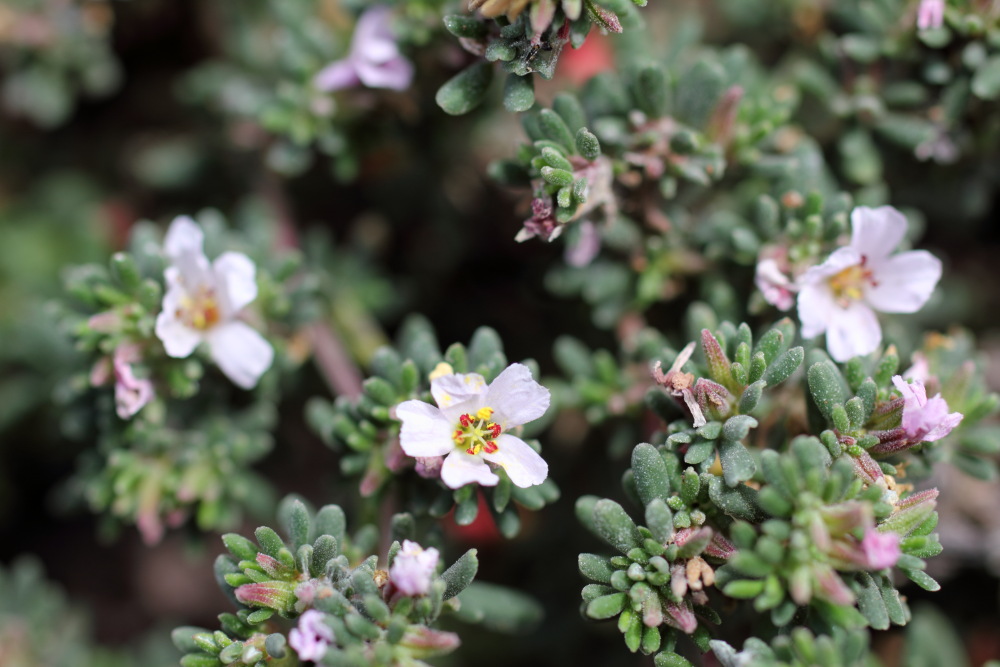 Frankenia ericifolia, Lokation: Spanien | Canarias | Buenavista Del Norte | Buenavista del Norte Kategorien: Habitus, Familie: Frankeniaceae (Frankeniaceen), Datum: 02.03.2011
