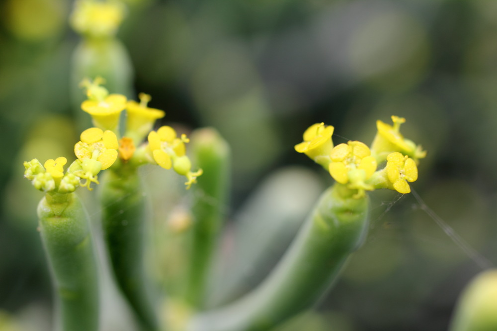 Euphorbia aphylla, Lokation: Spanien | Canarias | Buenavista Del Norte | Tanque Kategorien: Blüte, Familie: Euphorbiaceae (Wolfsmilchgewächse ), Datum: 02.03.2011